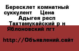 Бересклет комнатный (суккулент) › Цена ­ 1 500 - Адыгея респ., Тахтамукайский р-н, Яблоновский пгт  »    